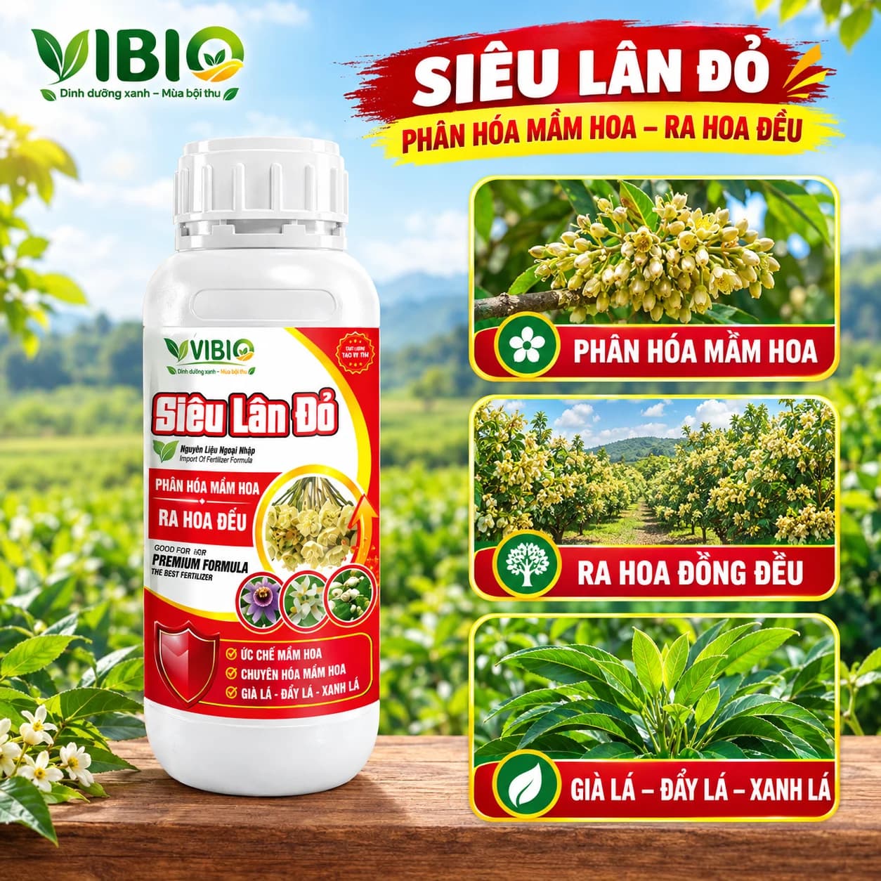 SIÊU LÂN ĐỎ – Đánh thức mầm hoa, xanh khỏe tán cây